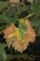 Advanced late summer or fall symptoms of Pierce's disease on foliage of a white grape variety.