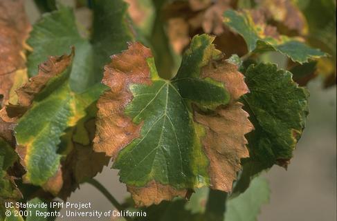 In some cases Pierce's disease may cause leaves to suddenly become necrotic without significant yellowing while parts of the blade remain green.