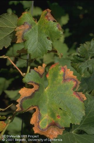 Leaf margins of a red grape variety turn red and then brown when affected by Pierce's disease in late summer and fall.