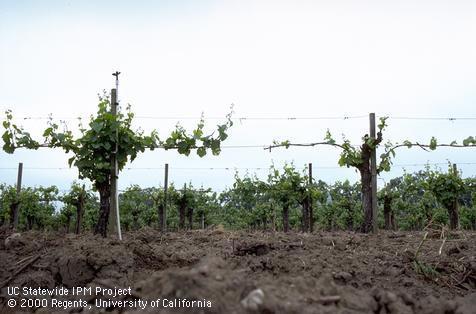 A grapevine that is undersized with a sparse canopy (right) because it is chronically affected by Pierce's disease, <i>Xylella fastidiosa</i>. Adjacent is a healthier vine.