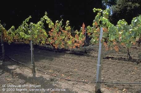 During hot weather, Pierce's disease, <i>Xylella fastidiosa</i>, can cause leaves to turn brown without any yellow or red discoloration.