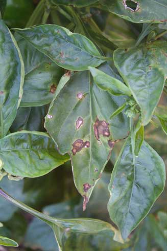 Pale, watersoaked leaf tissue surrounding brown lesions on pepper leaves caused by <i>Xanthomonas campestris</i> p.v. <i>vesicatoria,</i> eventually turn brown.