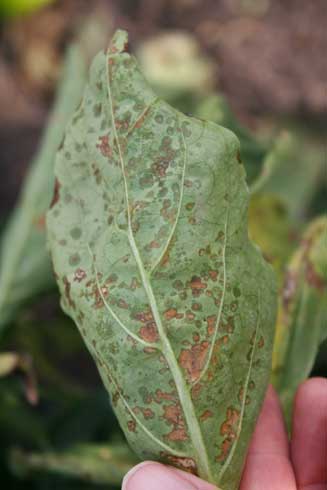 Brown spots on pepper leaves caused by <i>Xanthomonas campestris</i> p.v. <i>vesicatoria.</i>.