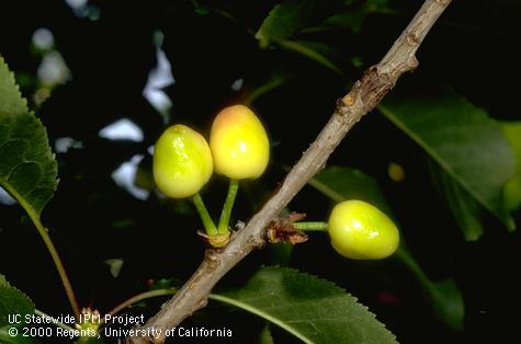 Fruit with symptoms of X disease, cherry buckskin.