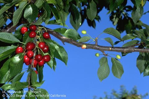 Fruit with symptoms of X disease, cherry buckskin.