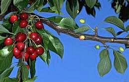 Healthy fruit clusters (left) and two clusters each with only two, pale, small fruit due to X-disease.