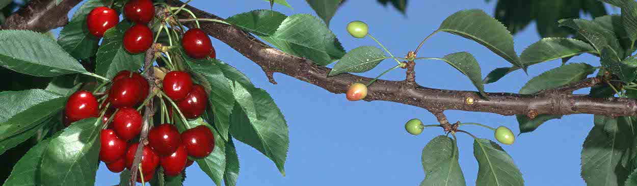 Fruit with symptoms of X disease, cherry buckskin