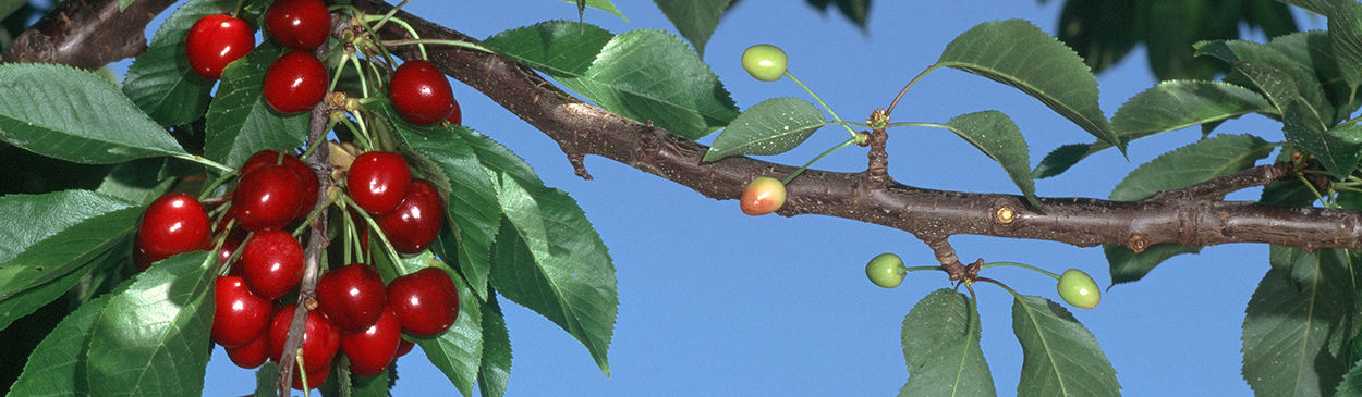 Healthy fruit (left) and fruit with symptoms of X-disease (cherry buckskin).