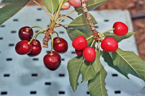 X-disease (cherry buckskin) causes cherry fruit to be paler than normal with stems that are short, stiff, and thickened (right). At left are healthy fruit of the same maturity.