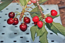 X-disease affected cherries (right)