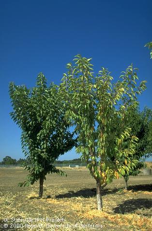 Yellowing of cherry tree foliage caused by X-disease (�cherry buckskin�).