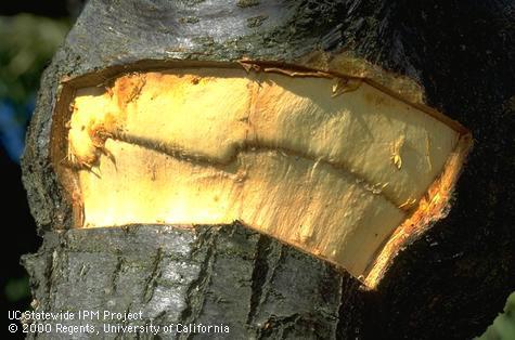 Trunk damaged by cherry buckskin.