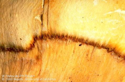 Trunk damaged by cherry buckskin.