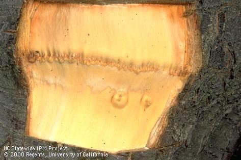 Trunk damaged by cherry buckskin.