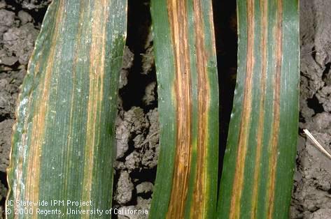 Foliage damaged by bacterial leaf streak.