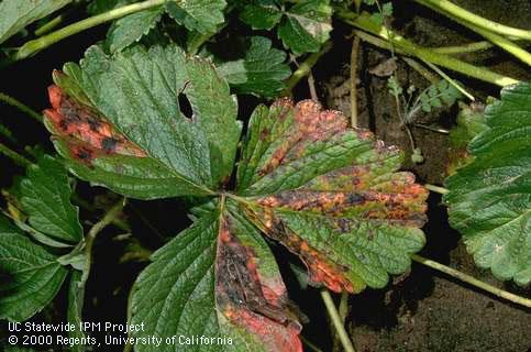 Reddish brown lesions on strawberry leaflets that are limited by veins. Angular leaf spot, <i>Xanthomonas fragariae</i>, a bacterial disease.