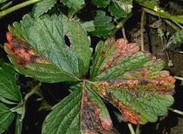 Reddish-brown lesions on leaflets that are angular because the bacterial infections are delimited by leaf veins.