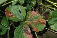 Angular leaf spot coalesced lesions