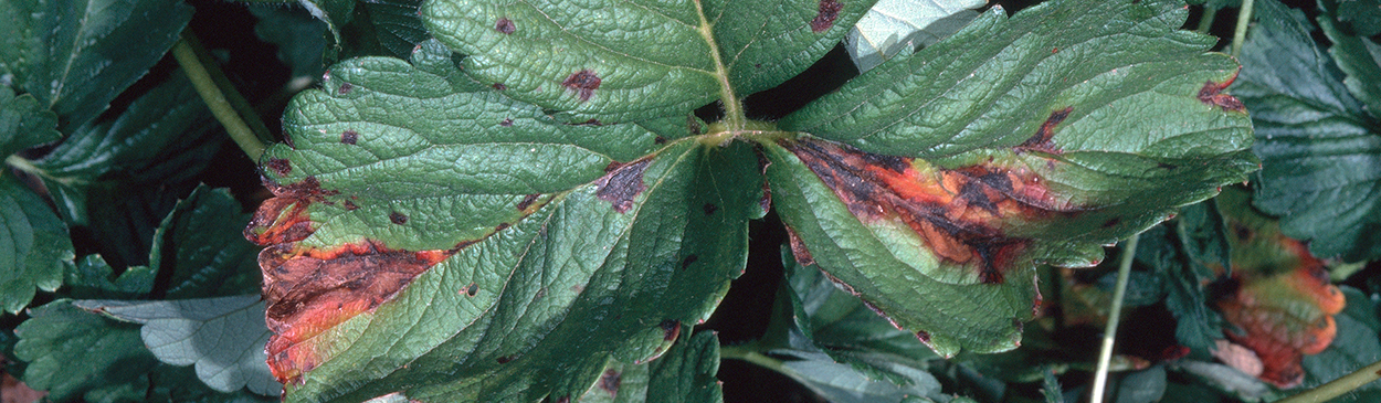 Angular leaf spot lesions develop on the upper leaf as the disease progresses.