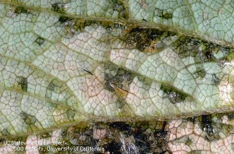 Lesions of angular leaf spot, <i>Xanthomonas fragariae</i>, commonly exude a viscous mixture of bacteria and bacterial exudates when humidity is high or conditions have been wet. Fresh ooze is dark brown then dries so it appears varnishlike or scaly whitish.