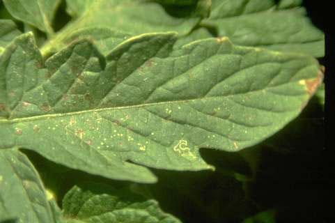 Foliage damaged by bacterial spot.