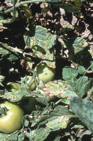 Older bacterial spot foliar lesions caused by <I>Xanthomonas campestris</I> pv. <I>vesicatoria</I> are black, slightly raised, measure up to 0.3 inch in diameter, and are surrounded by yellow halos.