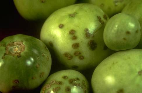 Symptoms of bacterial spot on immature fruit.