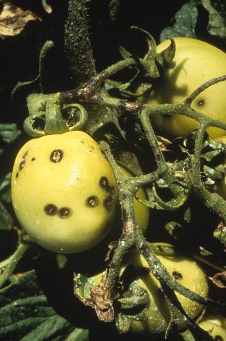 Scabby, circular, brown lesions on these immature fruit are bacterial spot symptoms caused by <I>Xanthomonas campestris</I> pv. <I>vesicatoria</I>.