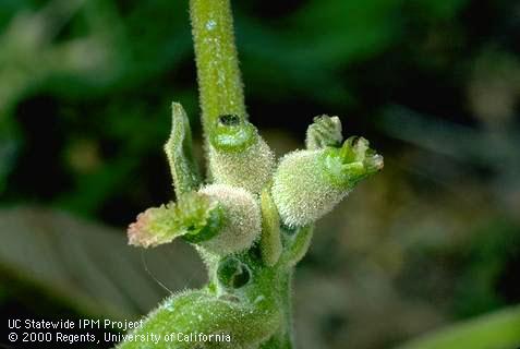 Blossom damaged by walnut blight.