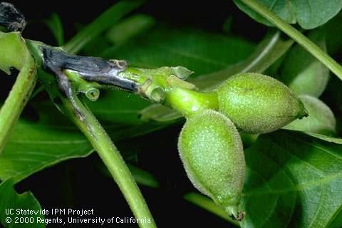 Black lesions on green twigs (top left) due to walnut blight, <i>Xanthomonas campestris</i> pv. <i>juglandis</i>.