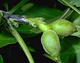 Walnut blight lesion on shoot