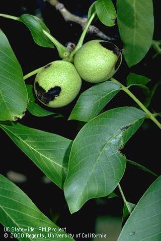 Walnut leaflets and nuts with black lesions caused by walnut blight, <i>Xanthomonas campestris</i> pv. <i>juglandis</i>.