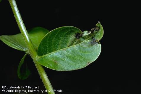 Young leaf blackened and distorted by walnut blight.
Credit: Jack Kelly Clark Damaged foliage showing twisting around lesion; . Credit: Jack Kelly Clark