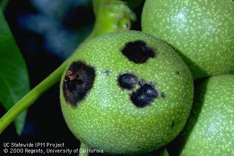Black lesions on husks are a prominent symptom of walnut blight. Credit: Jack Kelly Clark Damaged fruit showing dark, sunken lesion; . Credit: Jack Kelly Clark