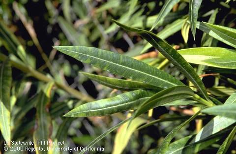 Oleander leaves infected with oleander scorch vectored by leafhoppers.