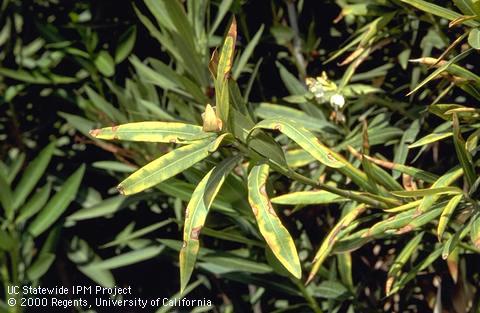 Oleander leaves infected with oleander scorch vectored by leafhoppers.