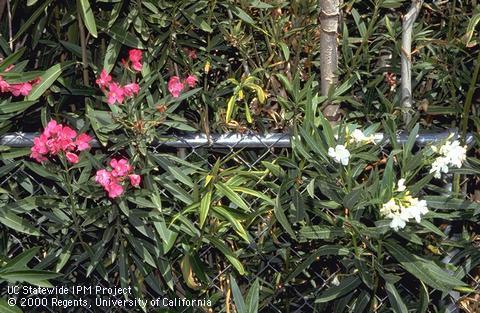 An oleander scorch-infected white variety beside a healthy pink variety.