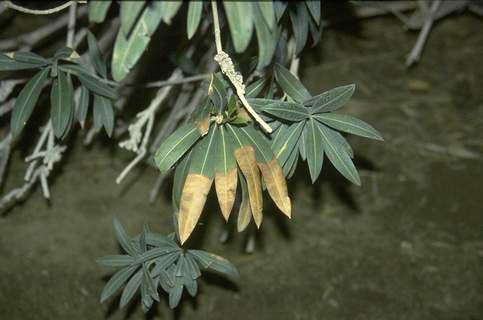 Tip dieback of oleander leaves affected by oleander leaf scorch.