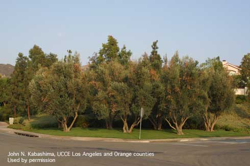 Brown leaves and shoot dieback scattered throughout the canopy of landscape olive trees with bacterial leaf scorch, or oleander leaf scorch, <i>Xylella fastidiosa.</i>.