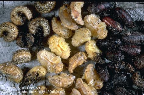 Prepupa and pupa of elm leaf beetle.