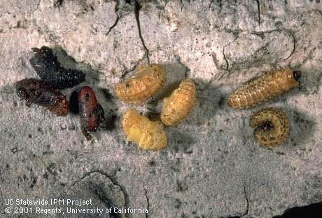 Pupal covering (puparium) of <i>Erynniopsis antennata</i> (left) and pupae (center) and prepupae of elm leaf beetle, <i>Xanthogaleruca luteola</i>.