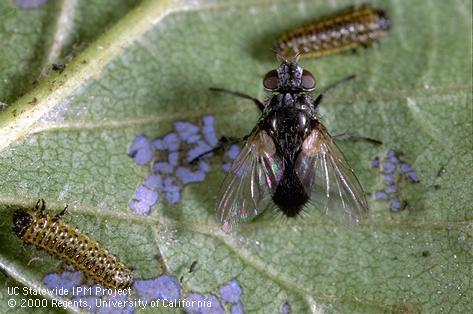 Adult tachinid fly, <i>Erynniopsis antennata,</i> and larvae of elm leaf beetle, <i>Xanthogaleruca luteola,</i> which it parasitizes.