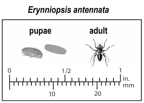 Appearance and relative size of <i>Erynniopsis antennata </i> puparium (pupal covering) and adult.