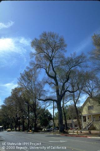 Foliage damage from elm leaf beetle.