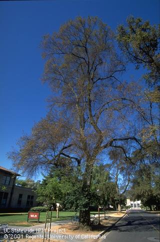 Foliar damage from elm leaf beetle, <i>Xanthogaleruca luteola.</i>.