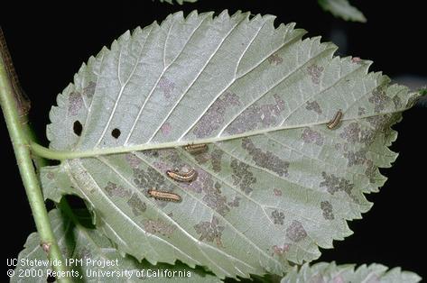 Larva of elm leaf beetle.