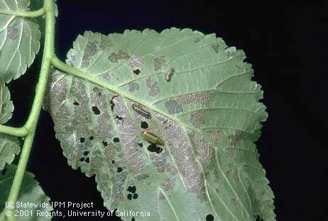 Third instar larvae of elm leaf beetle, <I>Xanthogaleruca luteola,</I> on damaged elm leaf.