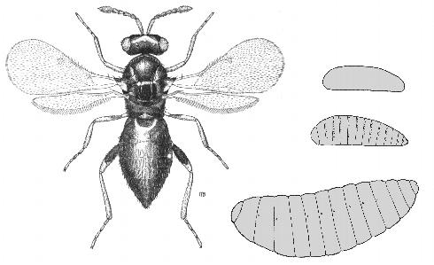 Adult female (left), egg (top right), first instar (middle right), and last instar <i>Oomyzus brevistigma</i>, a pupal parasite of elm leaf beetle, <i>Xanthogaleruca luteola</i>.