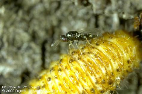 Adult secondary parasitoid, <i>Baryscapus erynniae</i>, laying eggs in a larva of elm leaf beetle, <i>Xanthogaleruca luteola</i>, that is parasitized by <i>Erynniopsis antennata</i>. 