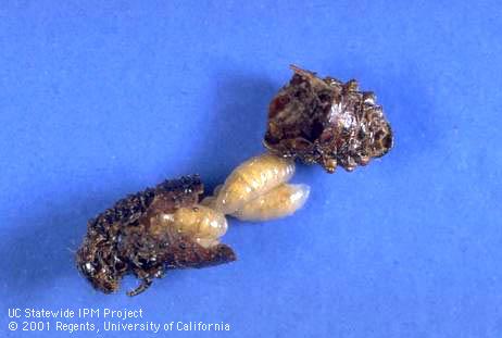 Mature larvae of a secondary parasitoid, <i>Baryscapus erynniae</i>, dissected from puparium of <i>Erynniopsis antennata</i>.